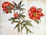 Martin Schongauer Study of Peonies painting